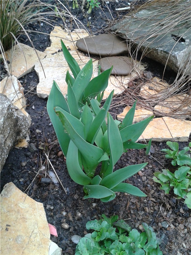 Tulipani